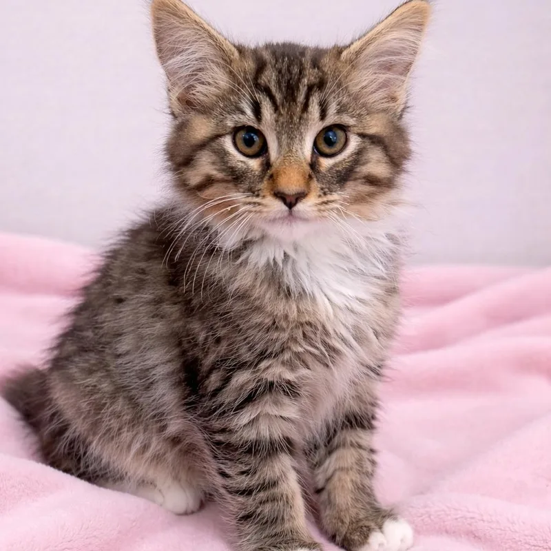 Jamie’s Tabby Fluff F