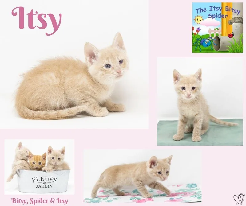 Itsy thumbnail 6
