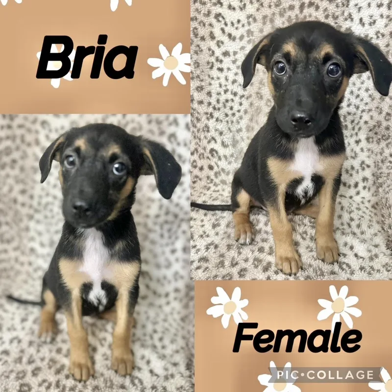A baby medium-sized female German Shepherd Dog dog named Bria for adoption in Manchester, CT