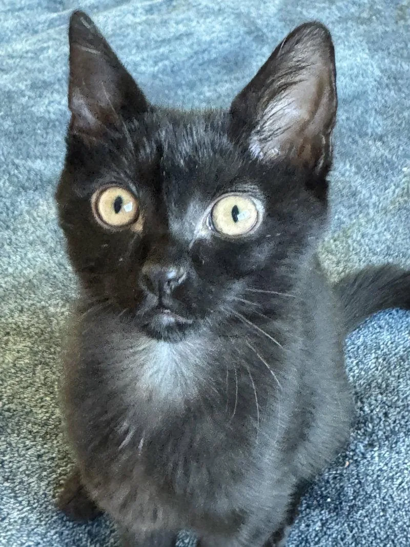 A baby medium-sized female Black Domestic Short Hair cat named Tootie for adoption in Ventura, CA