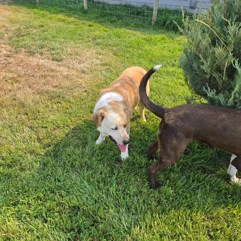 A young medium-sized male White / Cream Mixed Breed dog named Buddy for adoption in Tacoma, WA