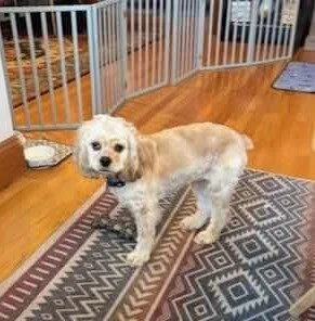 An adult small-sized female Cocker Spaniel dog named Chick Pea for adoption in Caldwell, NJ