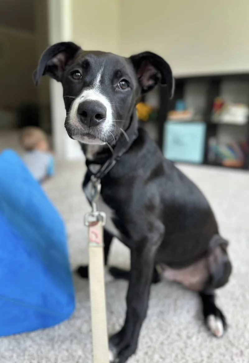 Ghirardelli thumbnail 2