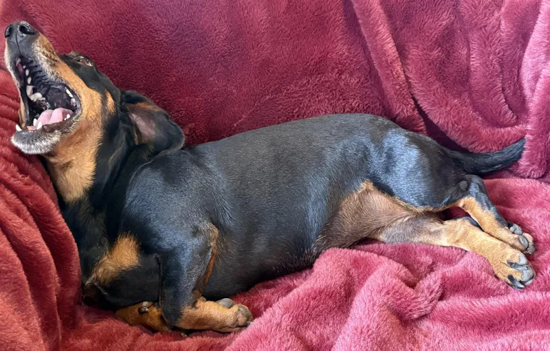 A young small-sized female Dachshund dog named Queen Ween for adoption in Long Beach, CA