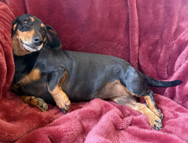 Queen Ween thumbnail 3