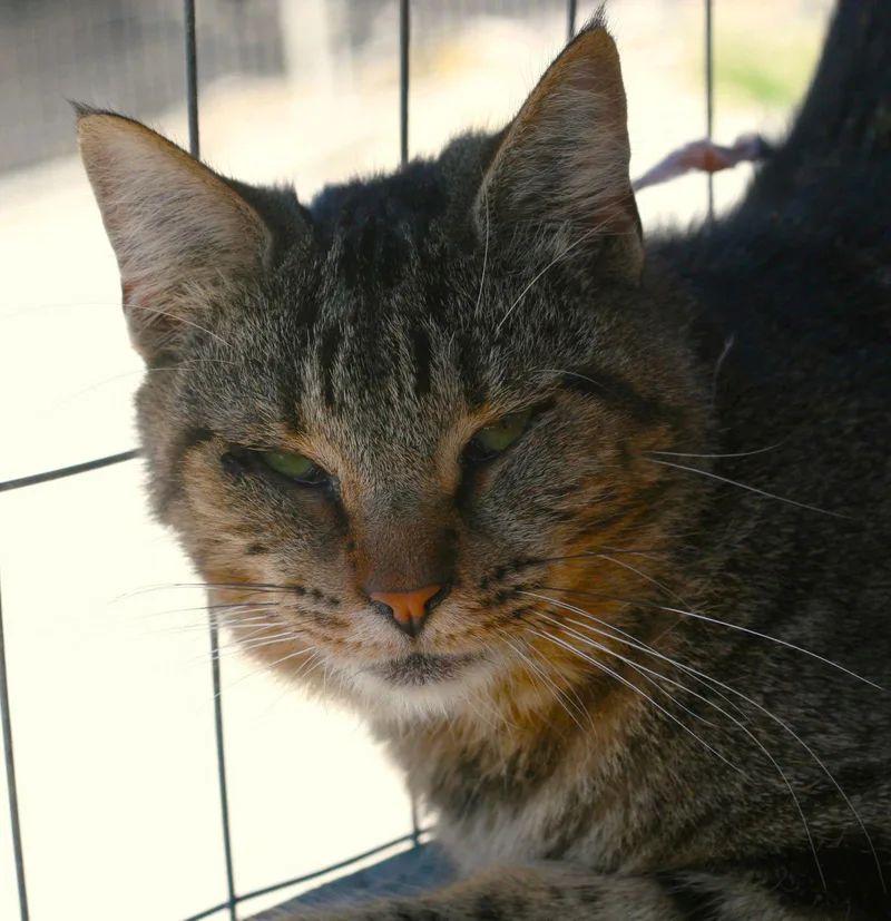 A young medium-sized female Domestic Medium Hair cat named Peppa for adoption in Attalla, AL