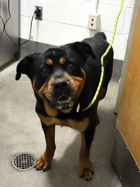 An adult large-sized female Rottweiler dog named Akela for adoption in Upper Marlboro, MD