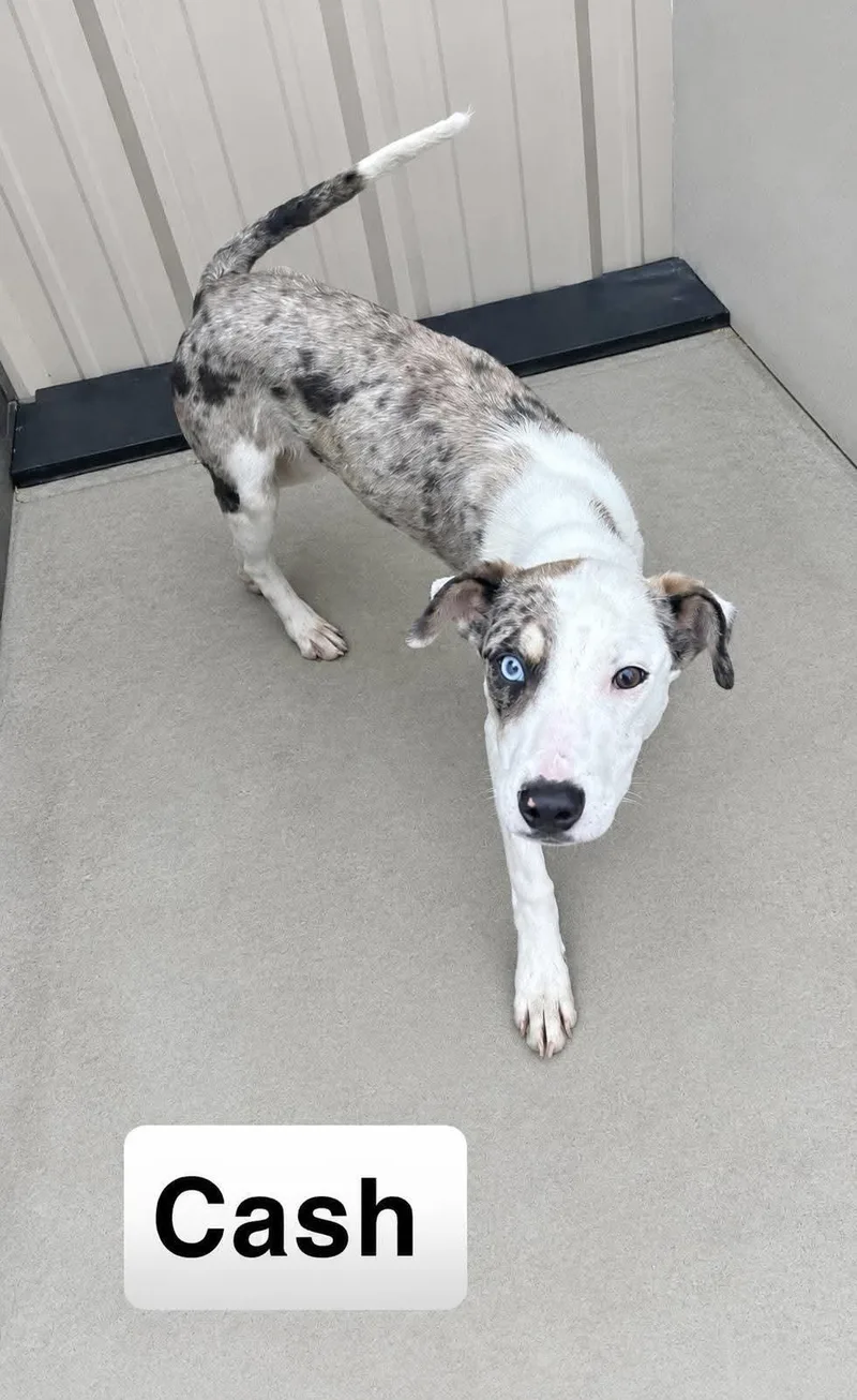 A baby medium-sized male Hound dog named Cash for adoption in Manchester, CT