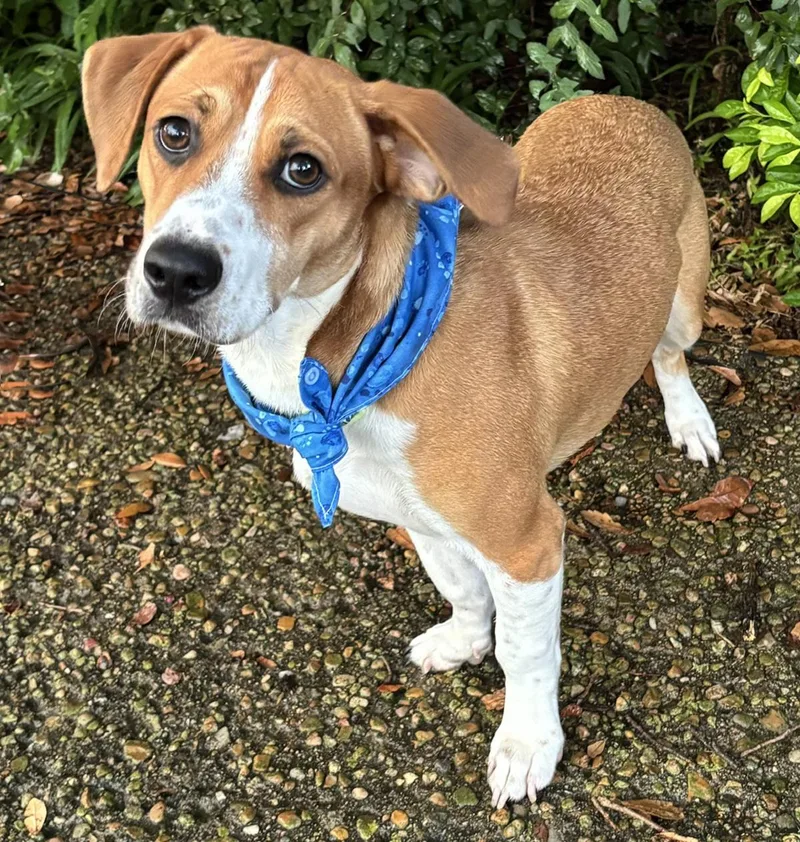 An adult medium-sized male Tricolor (Brown, Black, & White) Beagle dog named Bagel  Sweet Boy for adoption in Cypress, TX