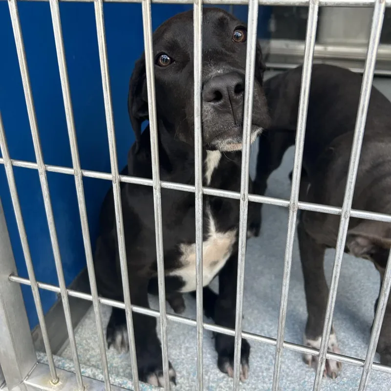 A baby medium-sized male Black Pit Bull Terrier dog named Trooper for adoption in Hawthorne, CA