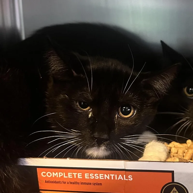 A young small-sized male Black Domestic Short Hair cat named Benson Boone for adoption in Rocky Mount, VA