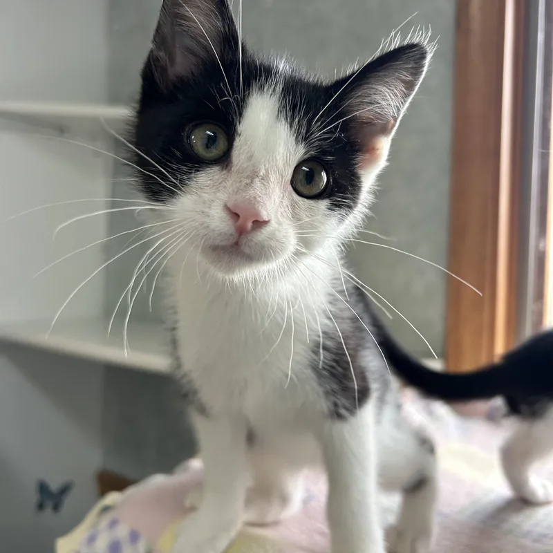 A young medium-sized male Domestic Short Hair cat named Superior for adoption in St. Clair, MI