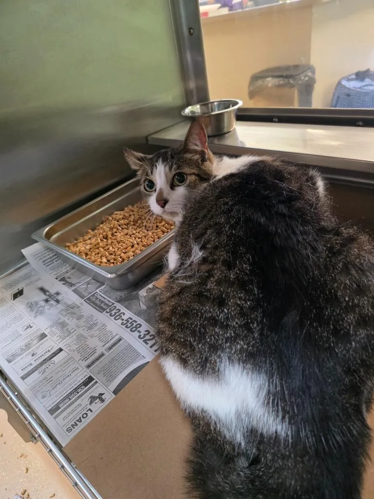 An adult large-sized male Domestic Medium Hair cat named Joe for adoption in Nacogdoches, TX