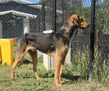 An adult medium-sized male Hound dog named Hickory for adoption in Conway, SC