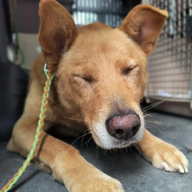 An adult medium-sized male Red / Chestnut / Orange Shepherd dog named Clyde for adoption in Austin, TX