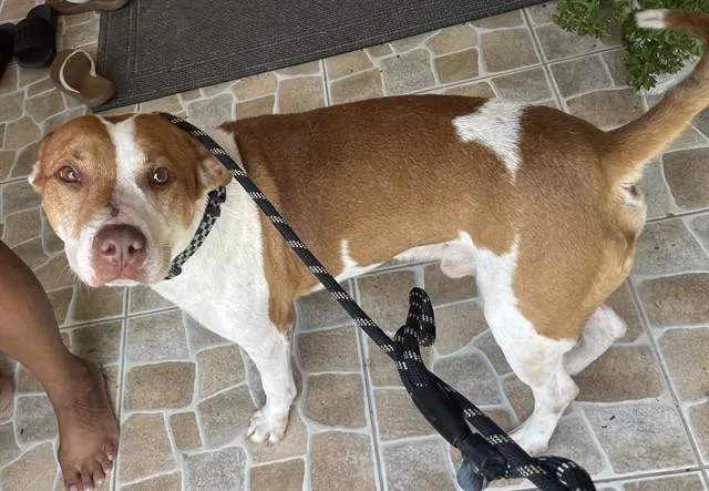 An adult medium-sized male Pit Bull Terrier dog named Calvin for adoption in Fort Myers, FL