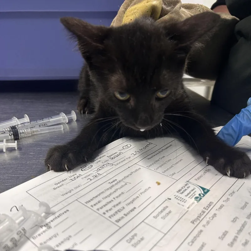 A baby small-sized female Black Domestic Short Hair cat named Davina for adoption in Summerville, SC