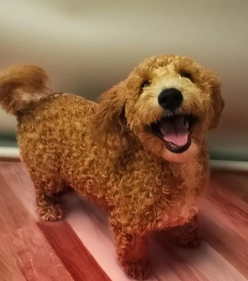 Dillonmo Old Puppy! thumbnail 2