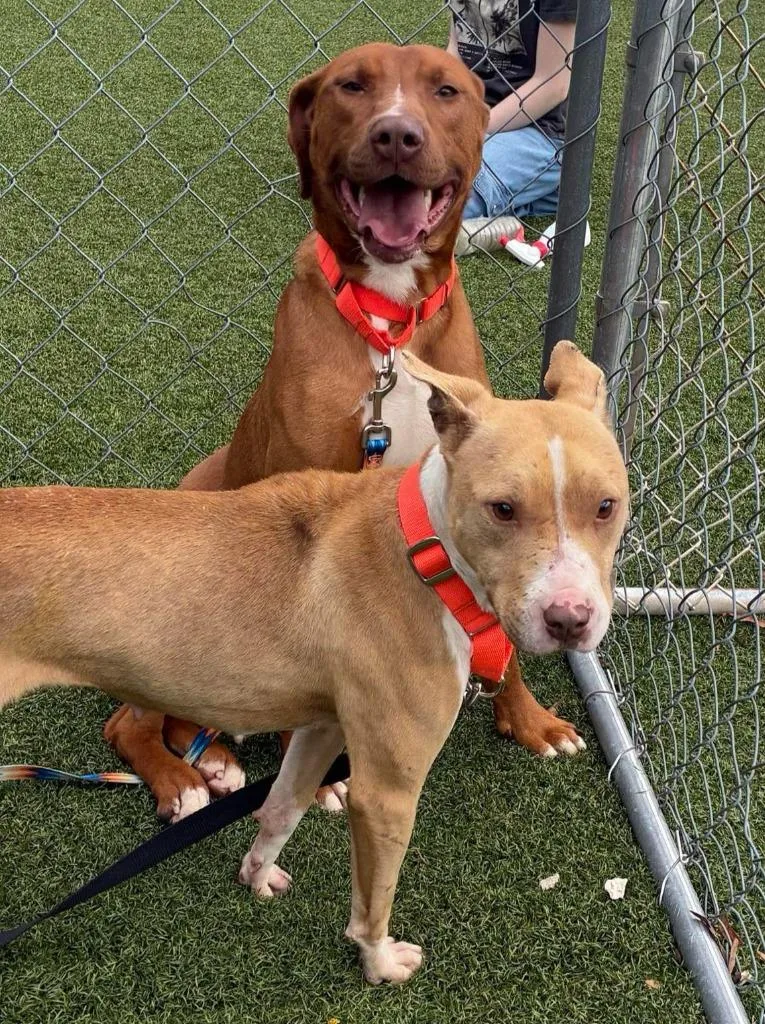 Napoleon thumbnail 2