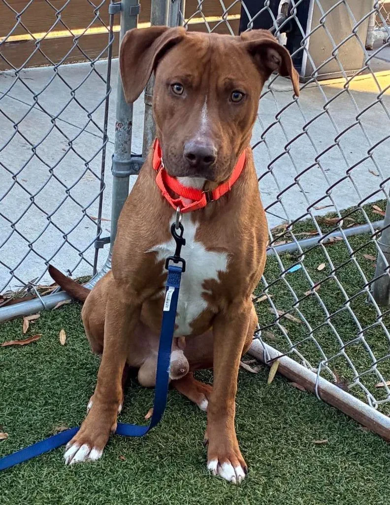 Napoleon thumbnail 4