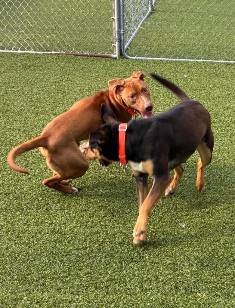 Napoleon thumbnail 5