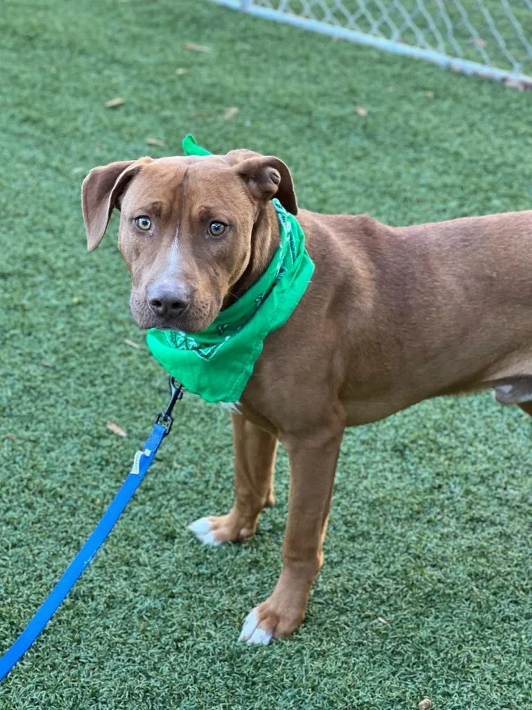 Napoleon thumbnail 6