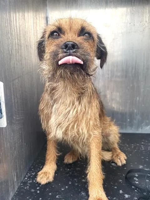 An adult small-sized male Terrier dog named Woody for adoption in San Antonio, TX