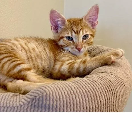 A baby small-sized male Domestic Short Hair cat named Austin for adoption in Tustin, CA