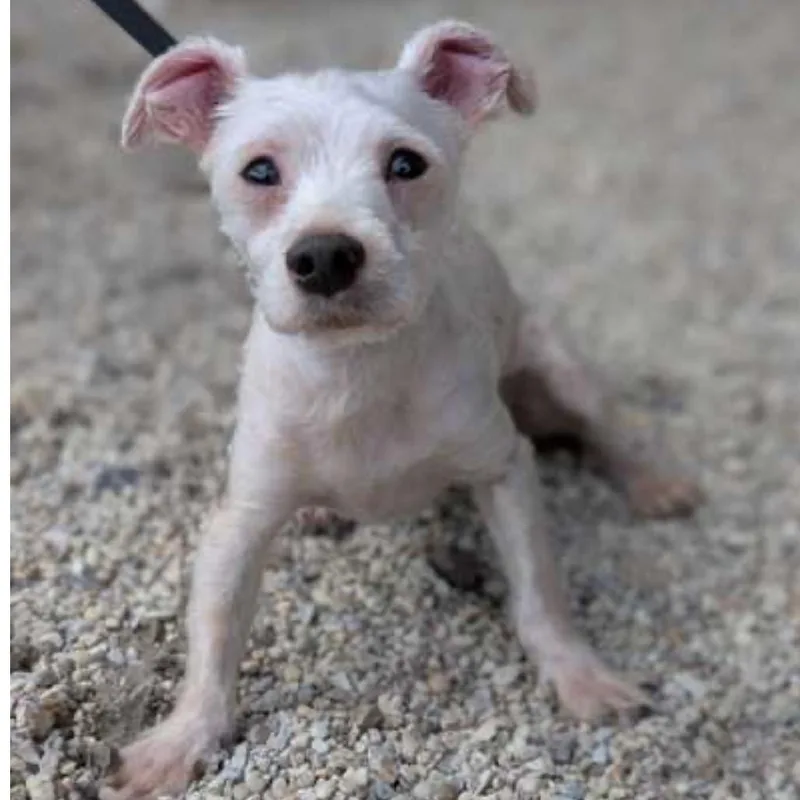An adult small-sized male White / Cream Maltese dog named Maxx Rebo for adoption in Gulfport, MS