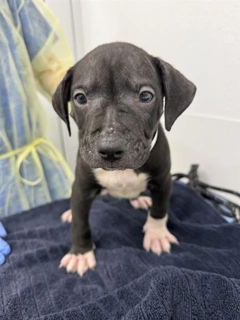 A baby large-sized male Pit Bull Terrier dog named Pumpkin for adoption in Mesa, AZ