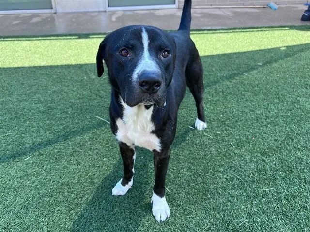 An adult large-sized male Mixed Breed dog named Pup Pup for adoption in Dallas, TX