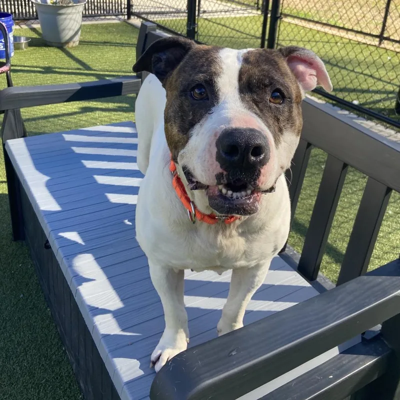 An adult medium-sized female White / Cream Boxer dog named Sniff A Doodle for adoption in Greensboro, NC