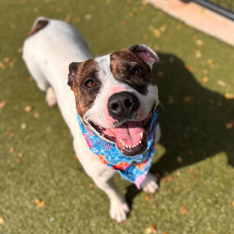 Sniff A Doodle thumbnail 4