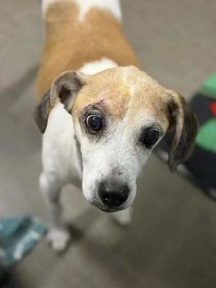A senior medium-sized male White / Cream Beagle dog named Hiccup for adoption in Sacramento, CA