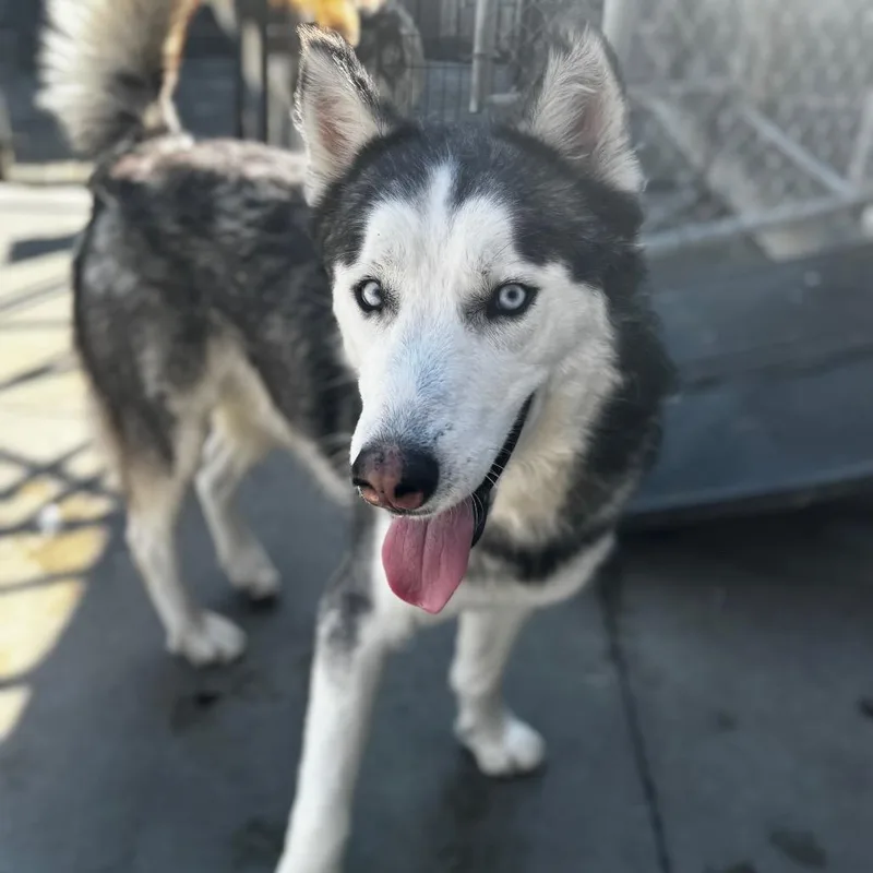 Blizzard thumbnail 2