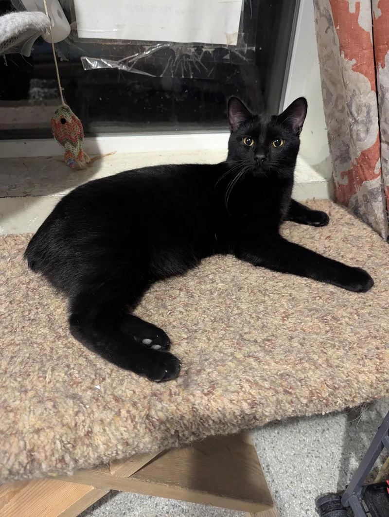 A young large-sized male Black Domestic Short Hair cat named Onyx for adoption in Denison, IA
