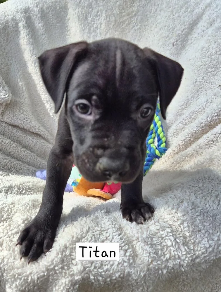 A baby large-sized male Tricolor (Brown, Black, & White) Mixed Breed dog named Titan for adoption in Lansing, MI
