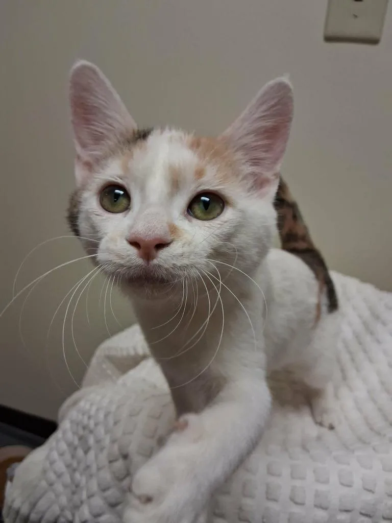 A baby small-sized female Domestic Short Hair cat named Eve for adoption in Fremont, OH