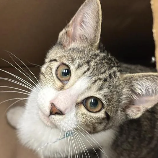 A baby small-sized female Brown / Chocolate Domestic Short Hair cat named Tom for adoption in Jacksonville, FL