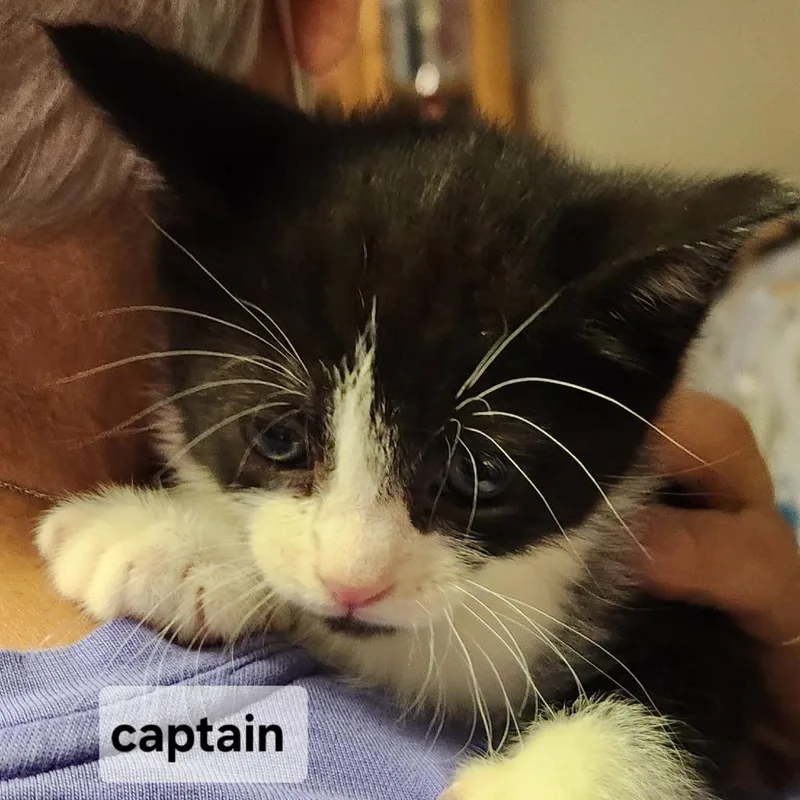 A baby small-sized male Black Domestic Medium Hair cat named Fcaptain for adoption in Arizona City, AZ
