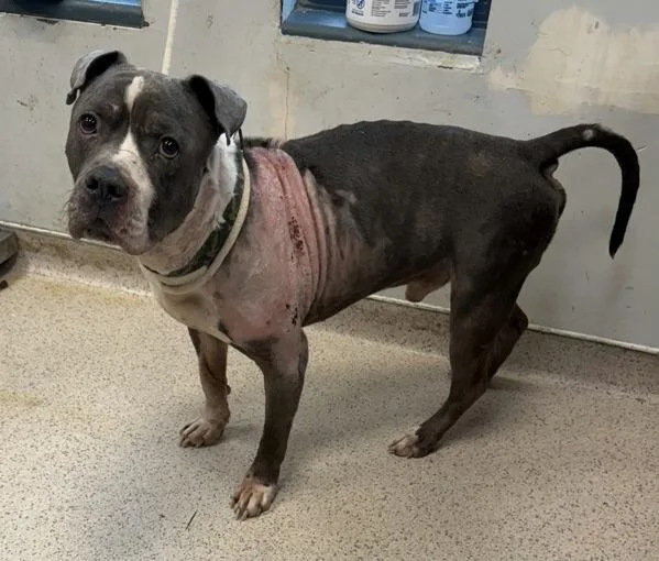 Euphrates thumbnail 2