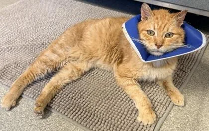 Spaghetti thumbnail 3