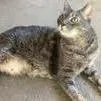 A senior large-sized female Gray / Blue / Silver Domestic Short Hair cat named Boots for adoption in Ramona, CA