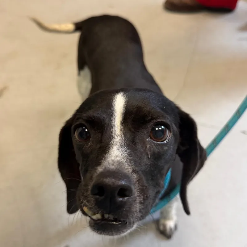 An adult small-sized female Black Dachshund dog named Susie Q for adoption in Charlottesville, VA