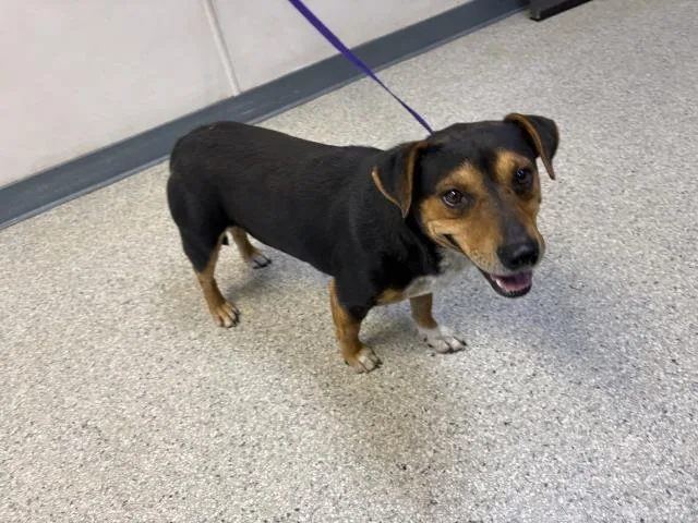 A young small-sized male Dachshund dog named A for adoption in Visalia, CA