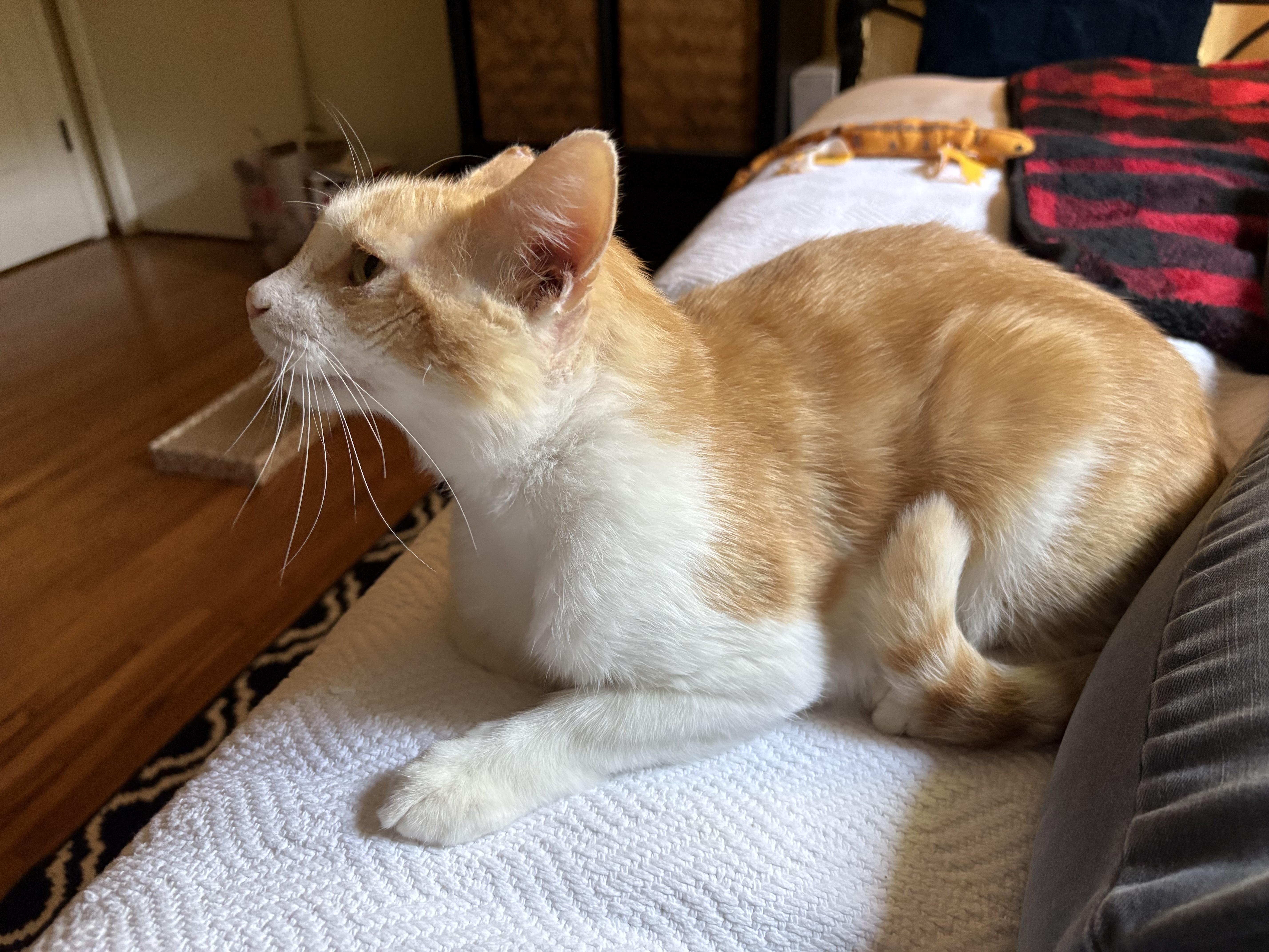 A young medium-sized male Orange & White Domestic Short Hair cat named Jesse for adoption in Irvine, CA