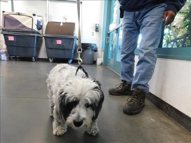 A senior medium-sized female Cocker Spaniel dog named Lilly for adoption in Chatsworth, CA