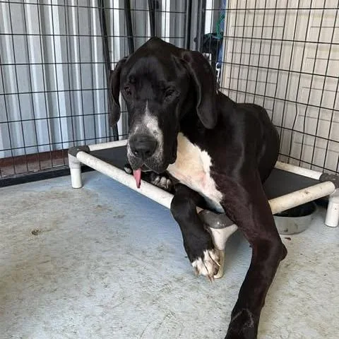 A senior large-sized male Black Great Dane dog named Hank for adoption in Bastrop, TX