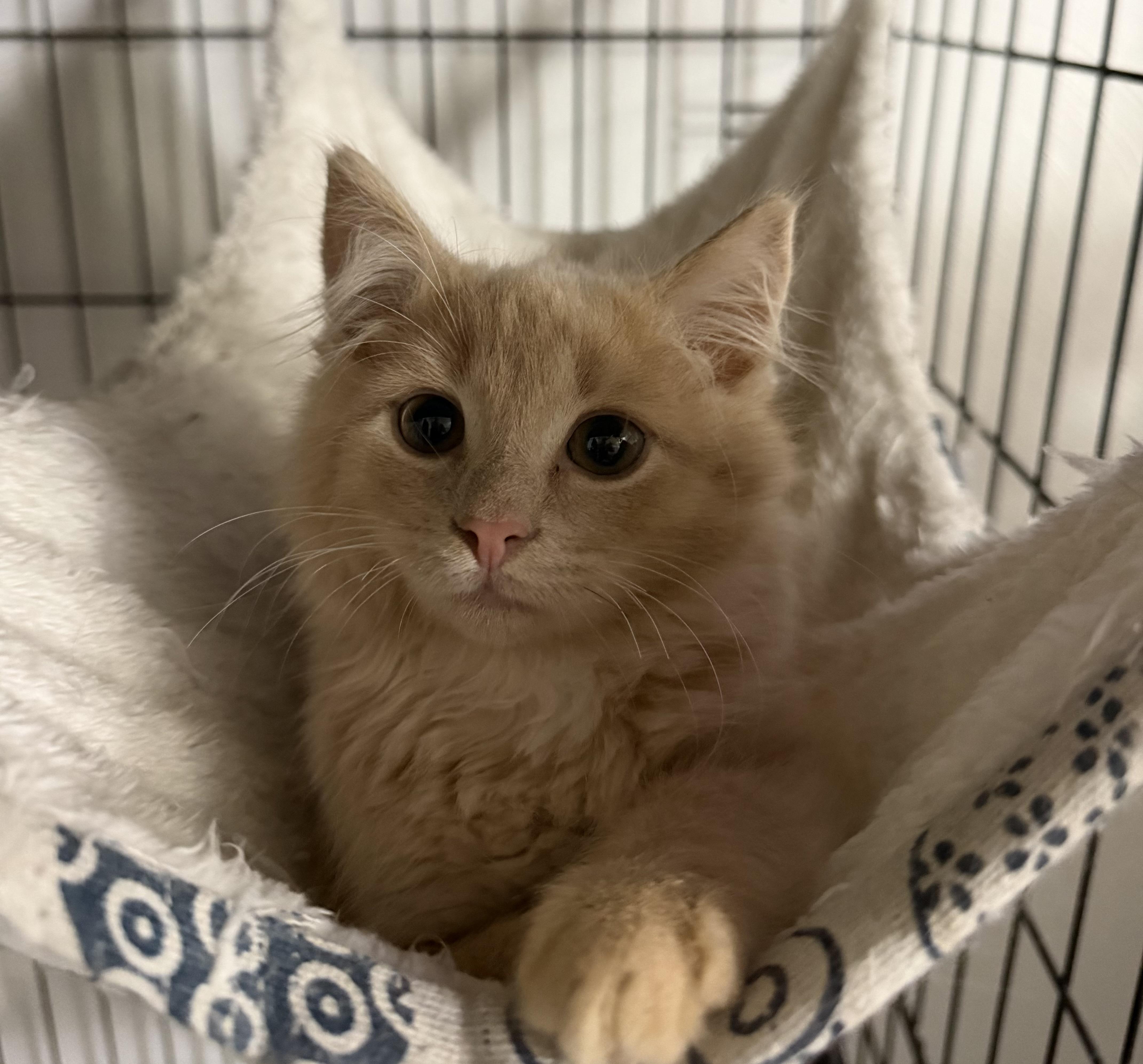 A baby medium-sized male Buff / Tan / Fawn Domestic Medium Hair cat named Cider for adoption in BUTLER, PA