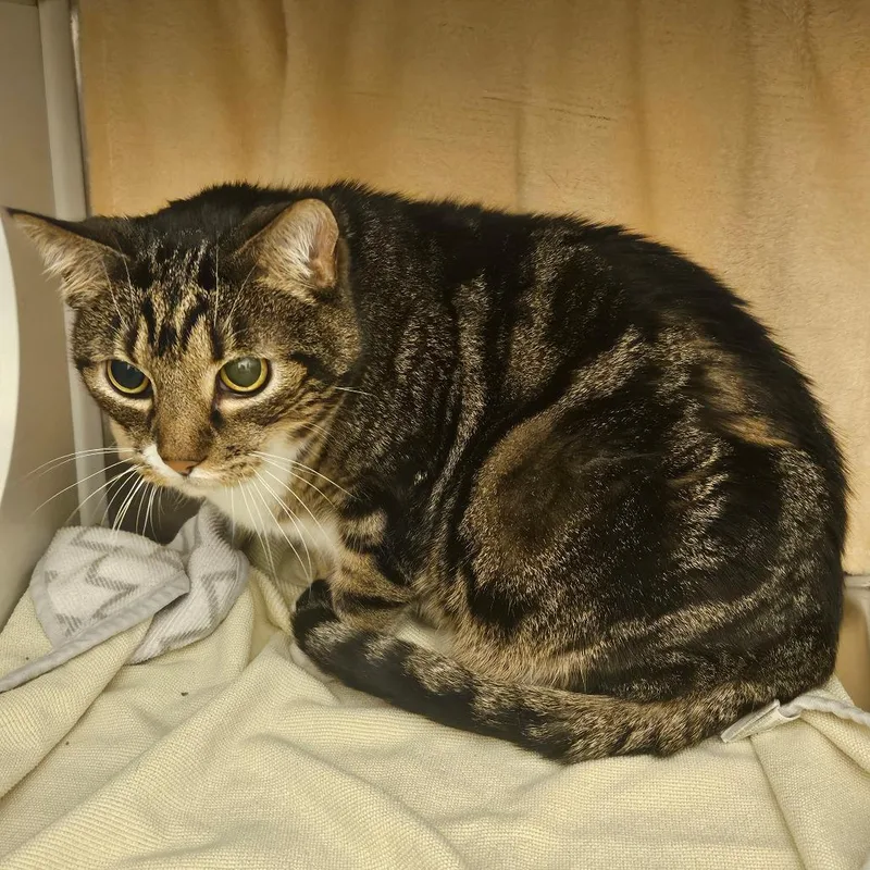 A senior large-sized male Brown / Chocolate Domestic Short Hair cat named Oakley for adoption in Council Bluffs, IA